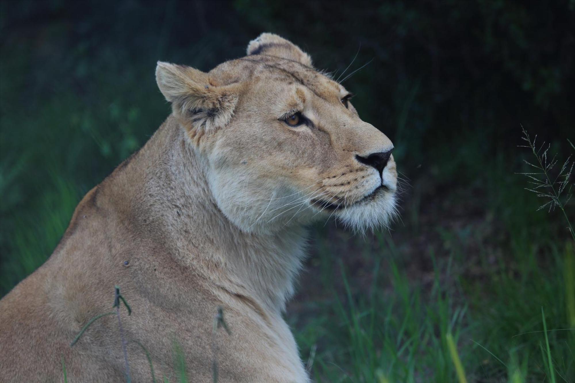 Lionsrock Big Cat Sanctuary Villa Bethlehem Bagian luar foto