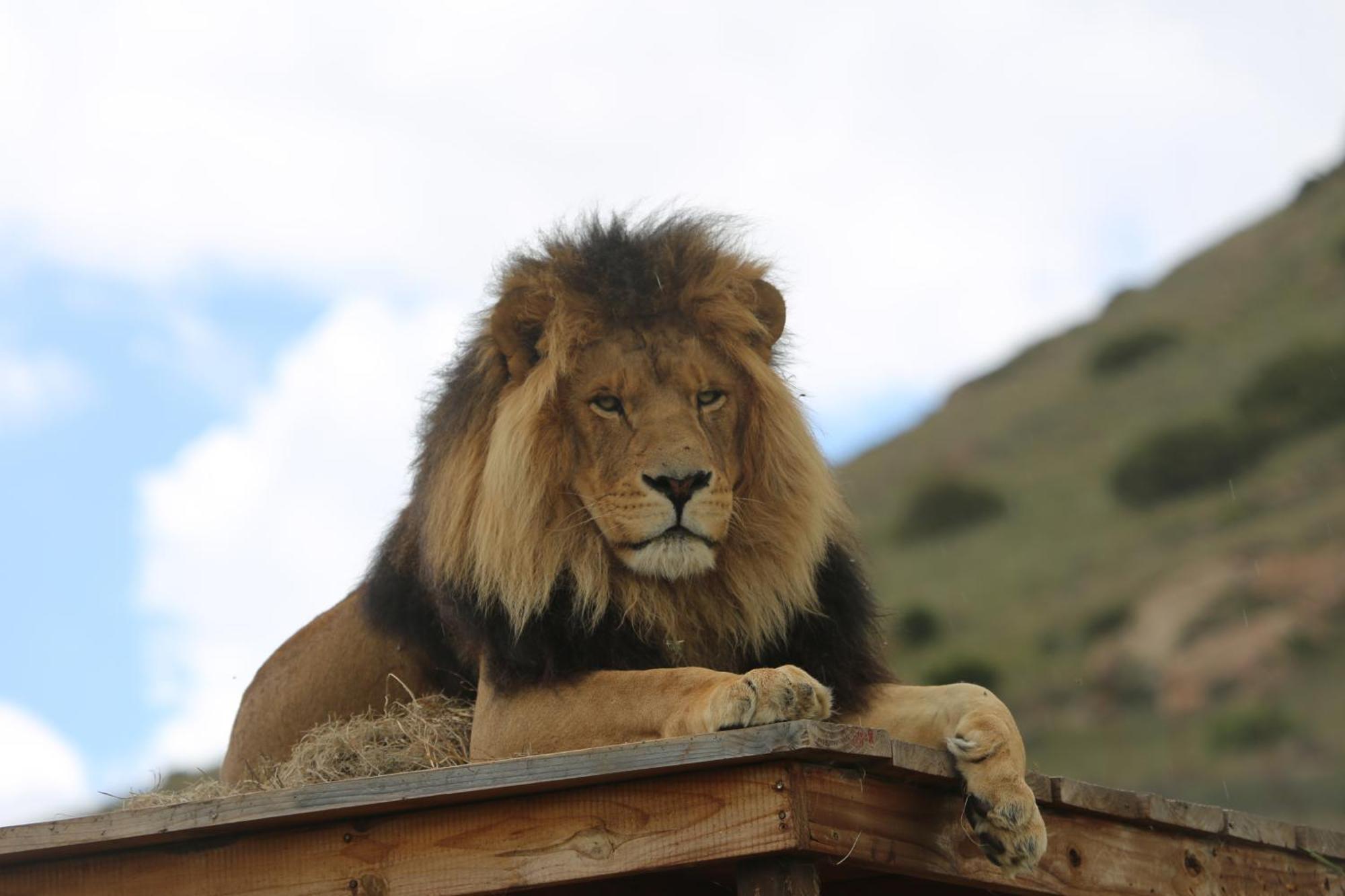 Lionsrock Big Cat Sanctuary Villa Bethlehem Bagian luar foto
