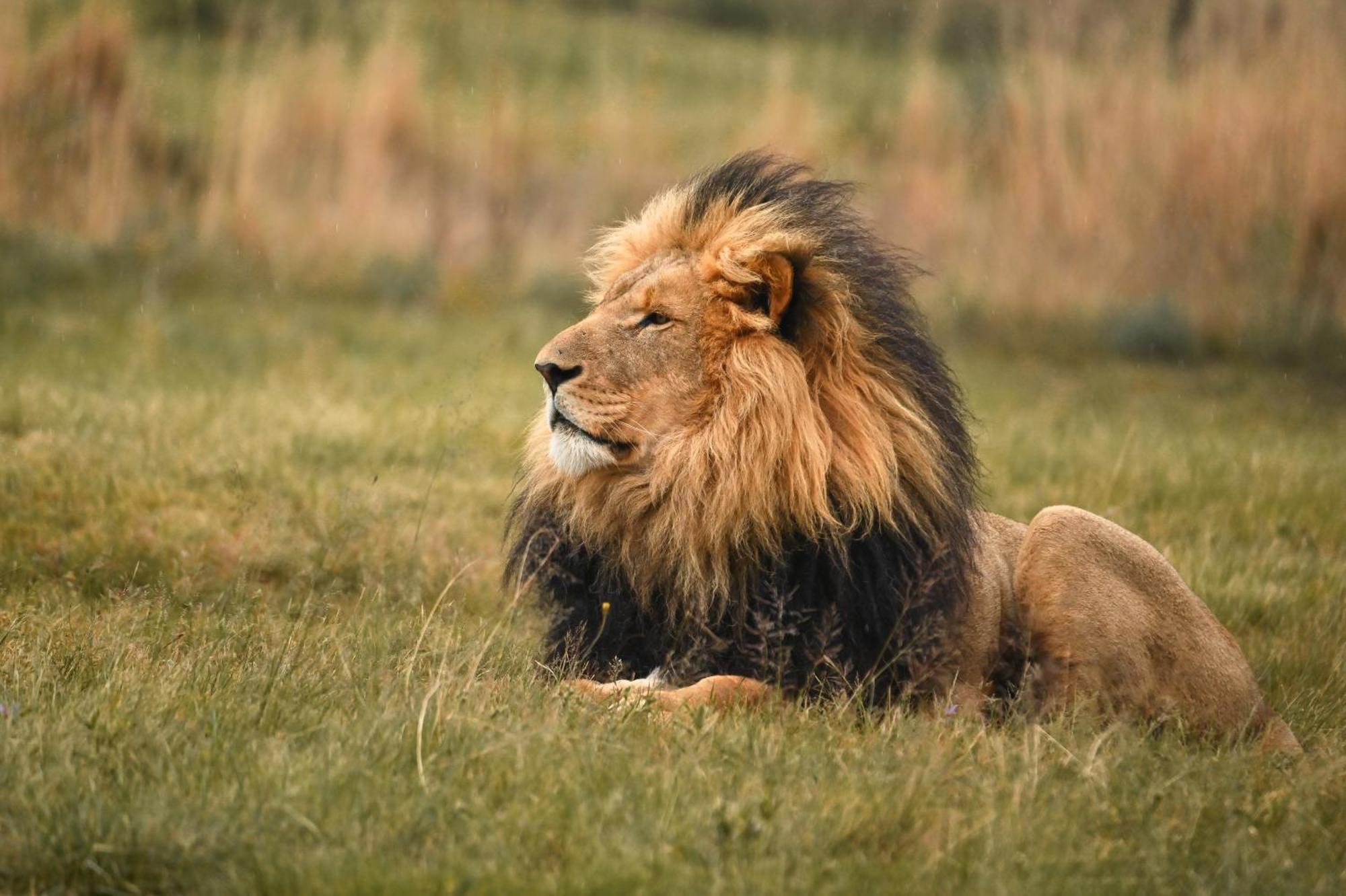 Lionsrock Big Cat Sanctuary Villa Bethlehem Bagian luar foto