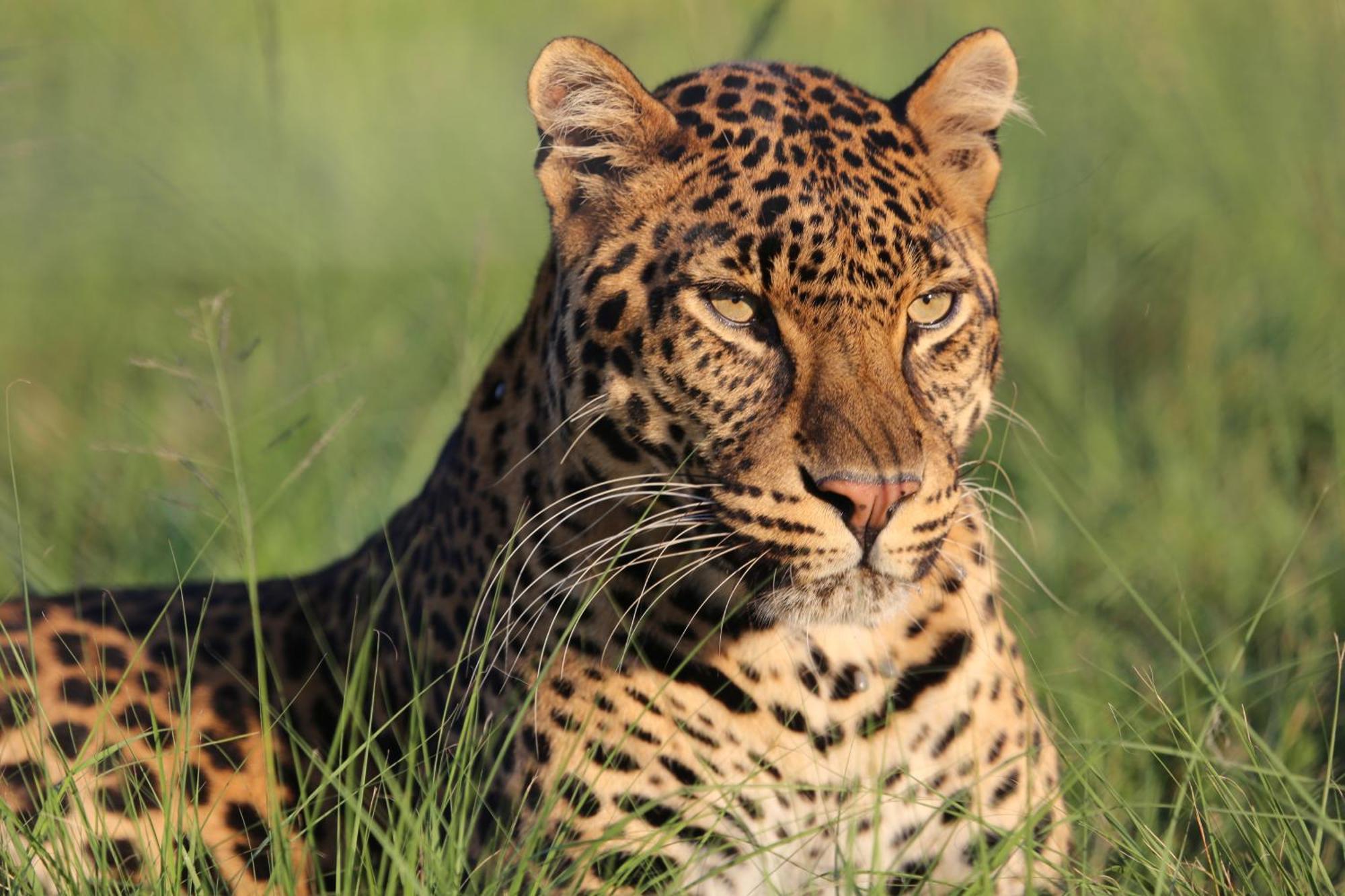 Lionsrock Big Cat Sanctuary Villa Bethlehem Bagian luar foto