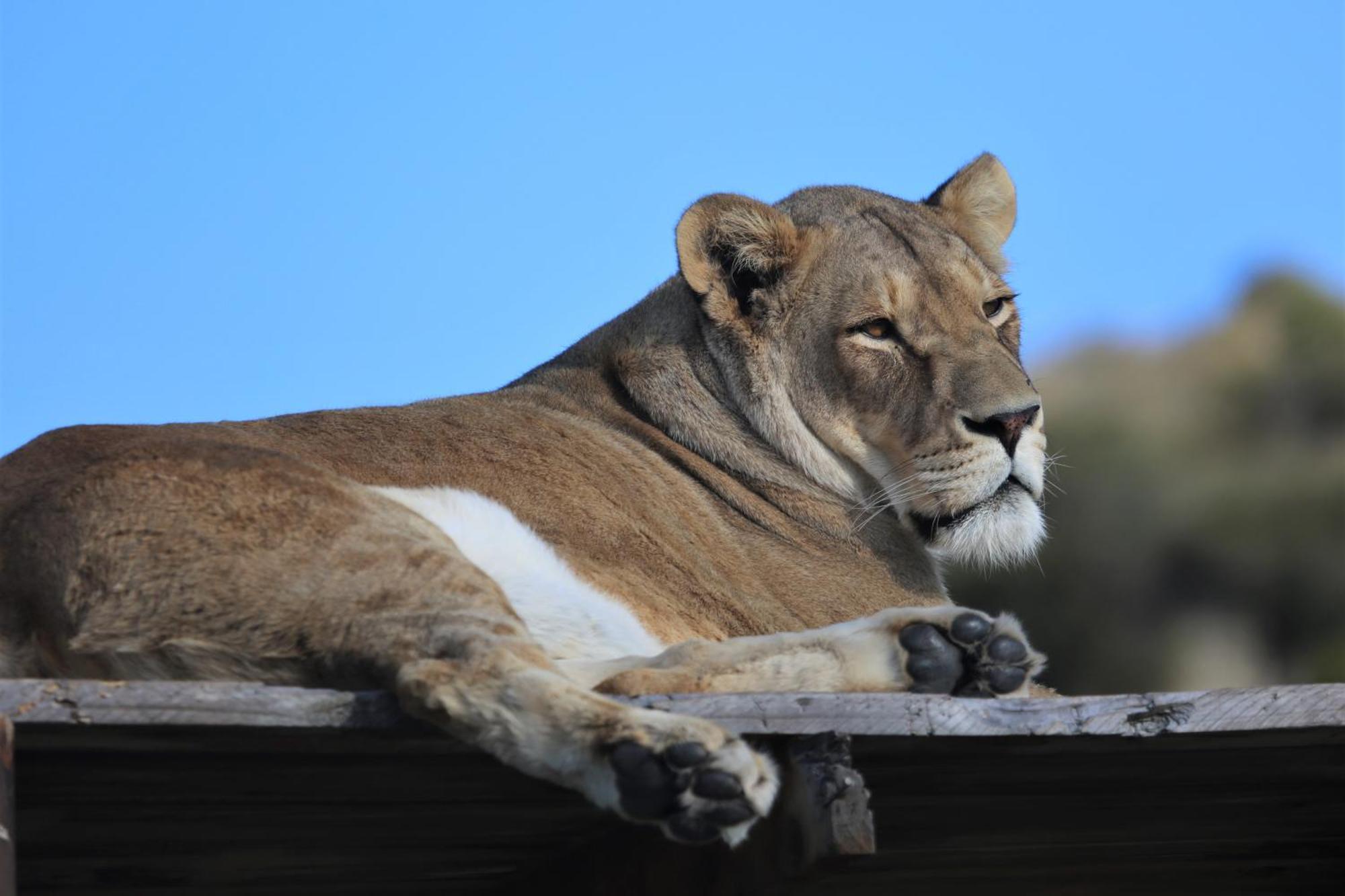 Lionsrock Big Cat Sanctuary Villa Bethlehem Bagian luar foto