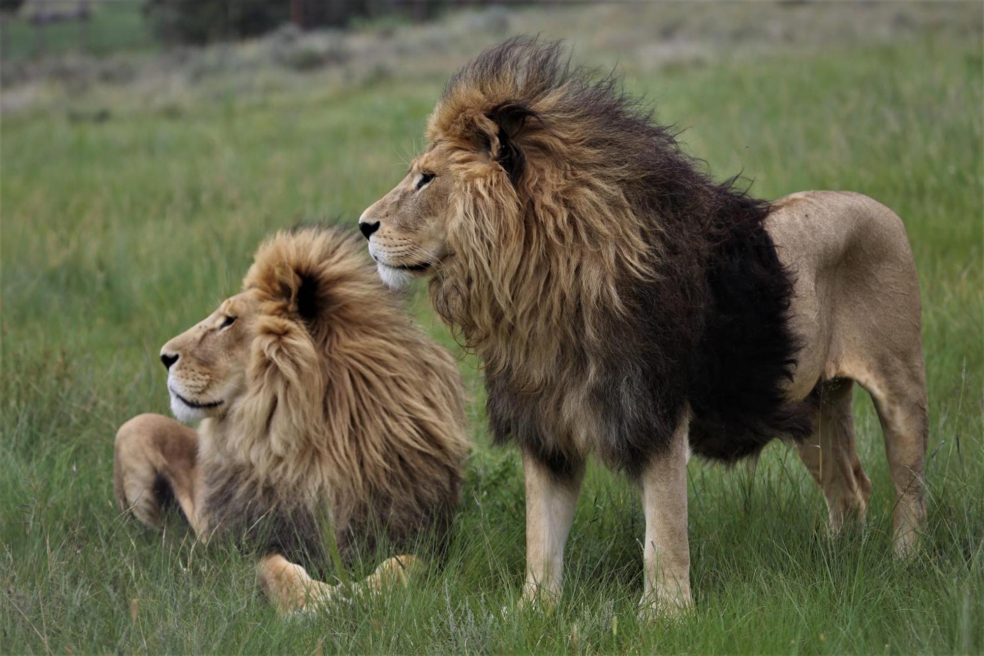 Lionsrock Big Cat Sanctuary Villa Bethlehem Bagian luar foto