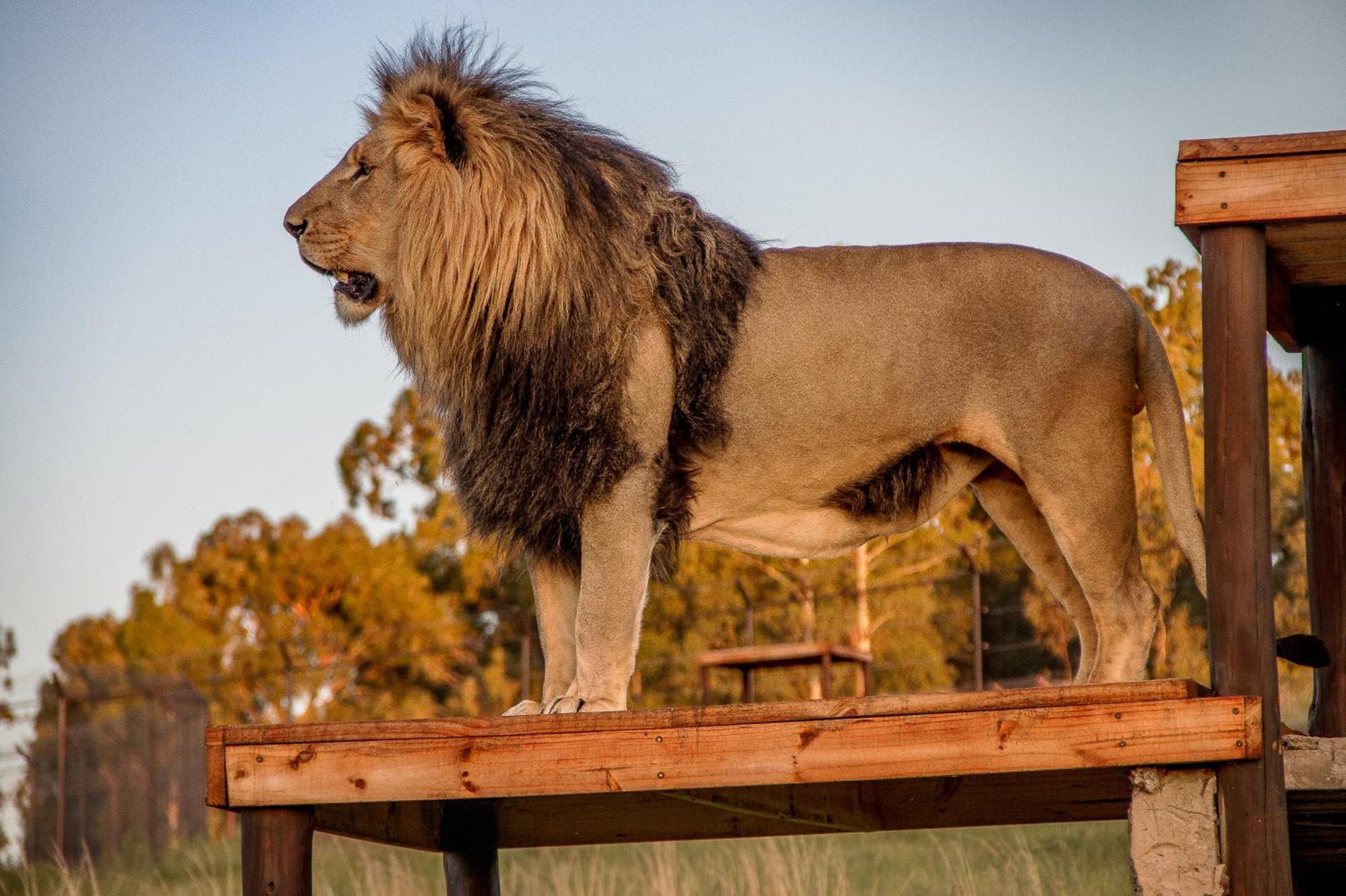 Lionsrock Big Cat Sanctuary Villa Bethlehem Bagian luar foto