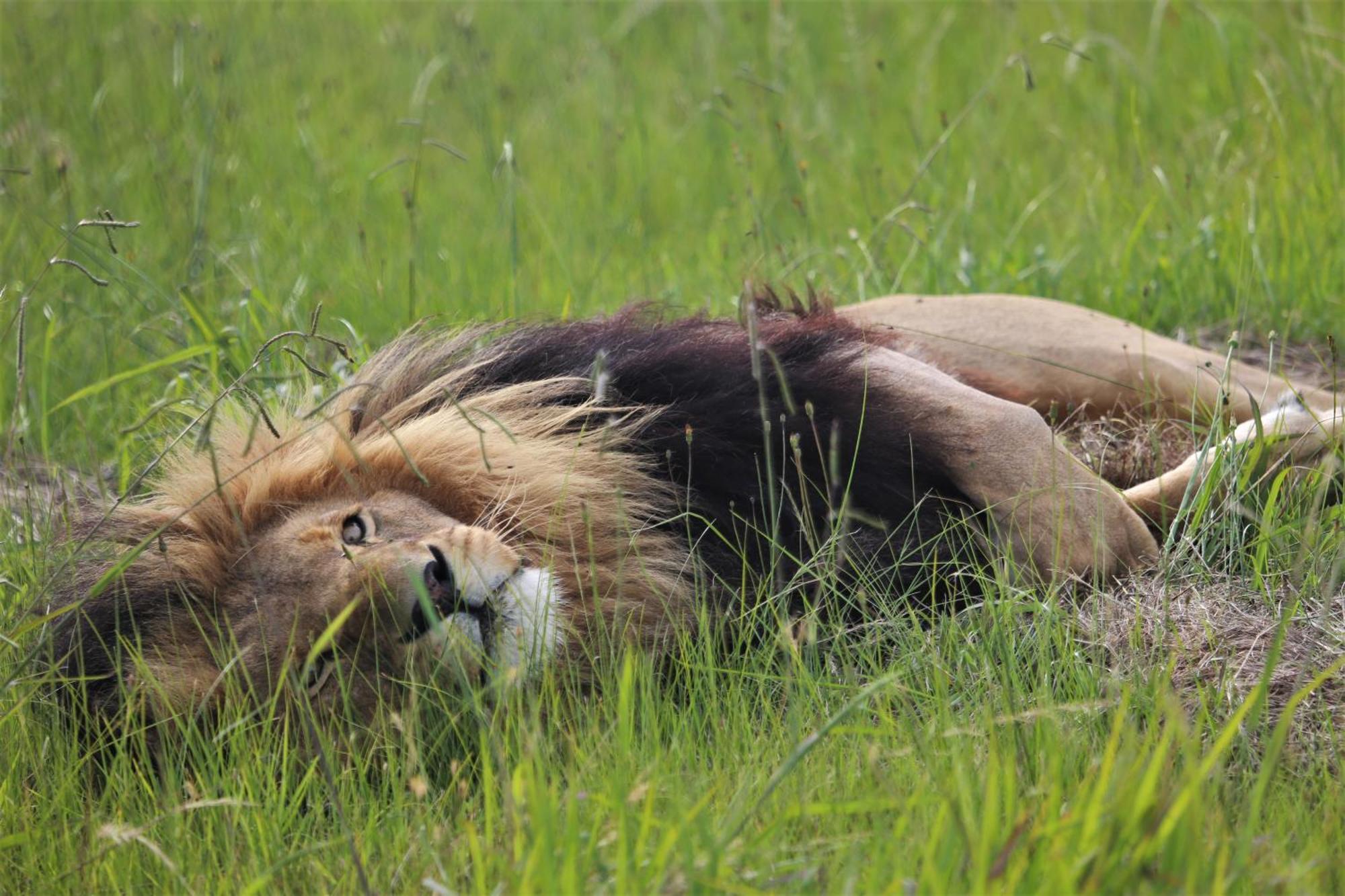 Lionsrock Big Cat Sanctuary Villa Bethlehem Bagian luar foto