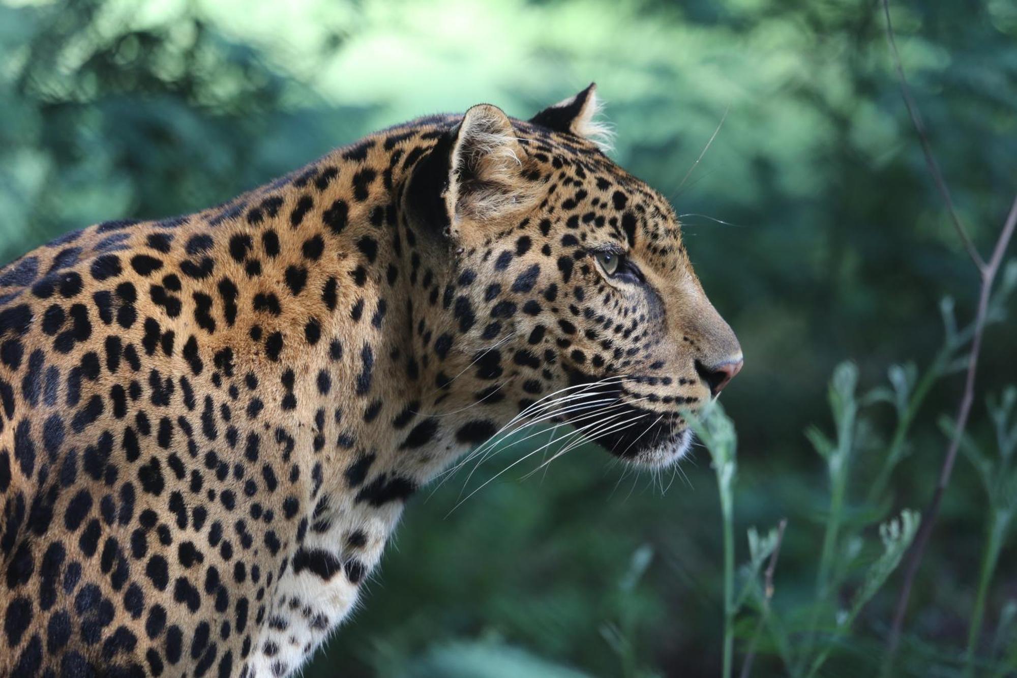 Lionsrock Big Cat Sanctuary Villa Bethlehem Bagian luar foto