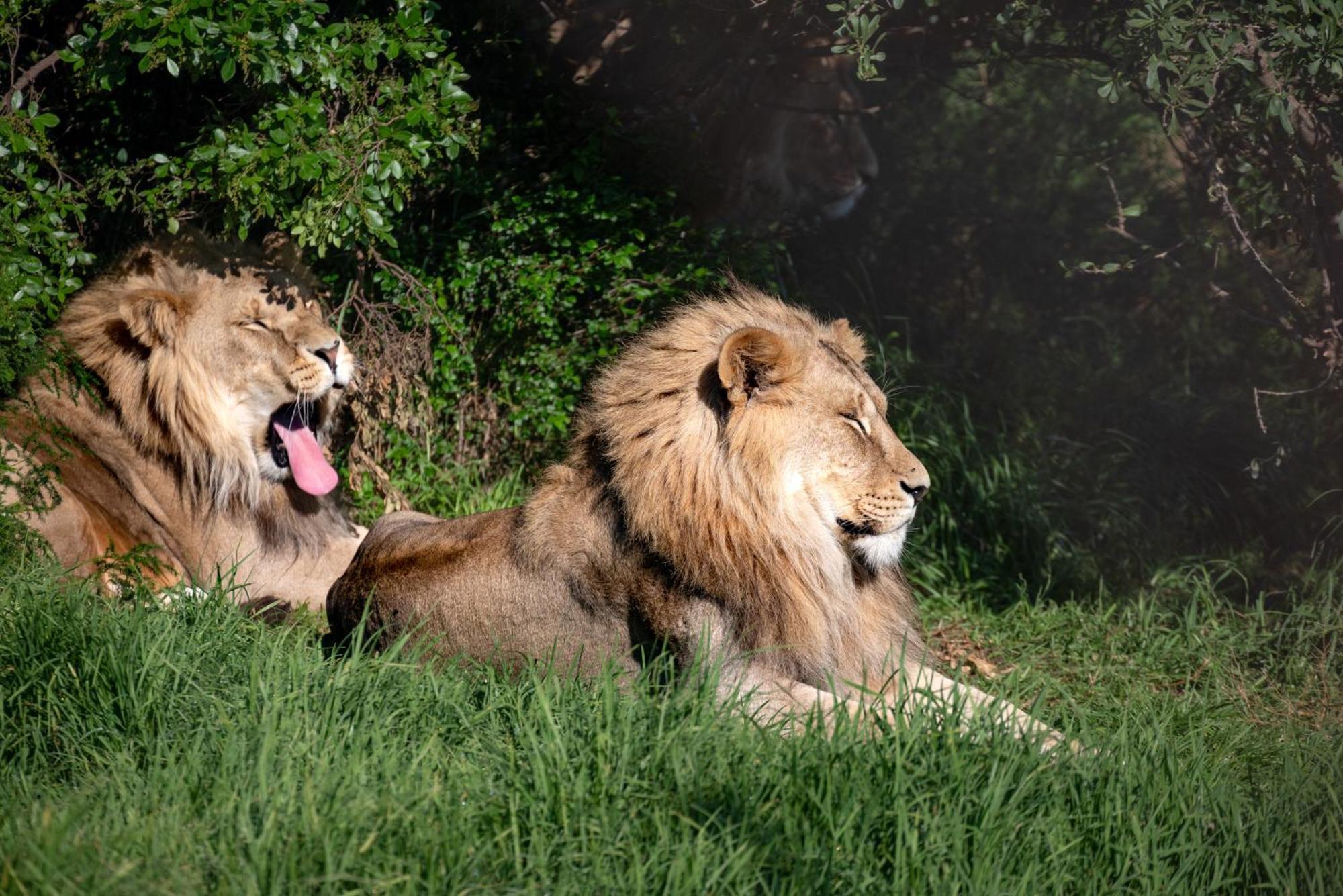 Lionsrock Big Cat Sanctuary Villa Bethlehem Bagian luar foto