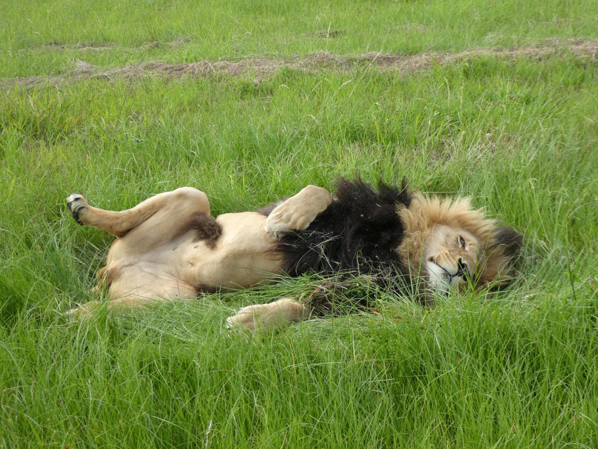 Lionsrock Big Cat Sanctuary Villa Bethlehem Bagian luar foto