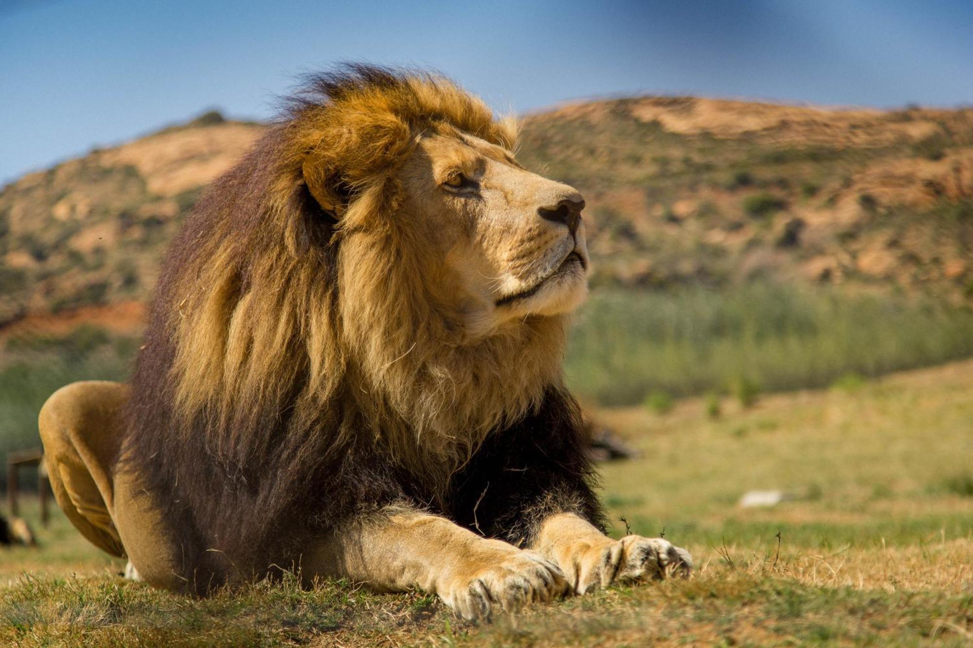Lionsrock Big Cat Sanctuary Villa Bethlehem Bagian luar foto