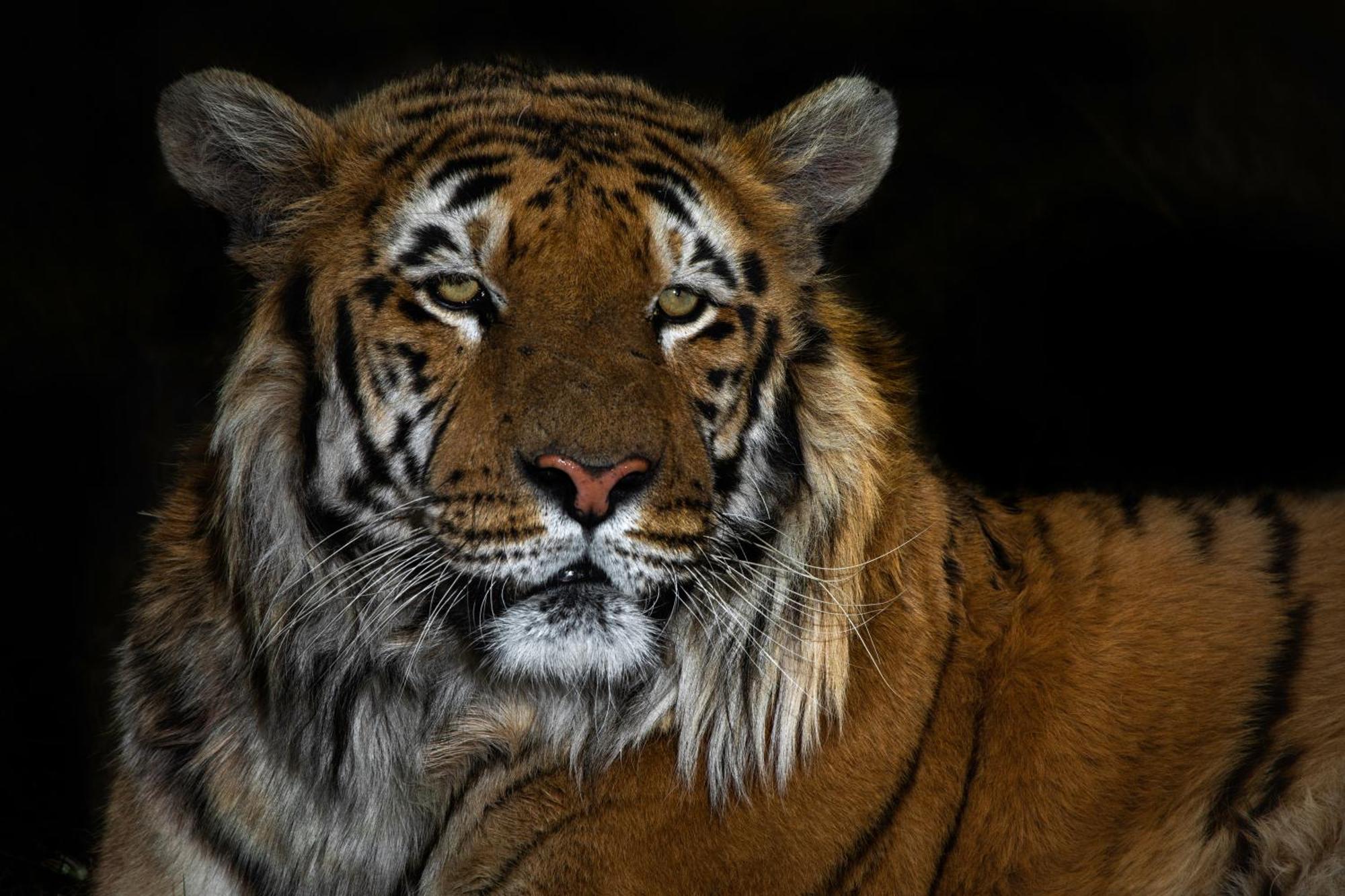 Lionsrock Big Cat Sanctuary Villa Bethlehem Bagian luar foto