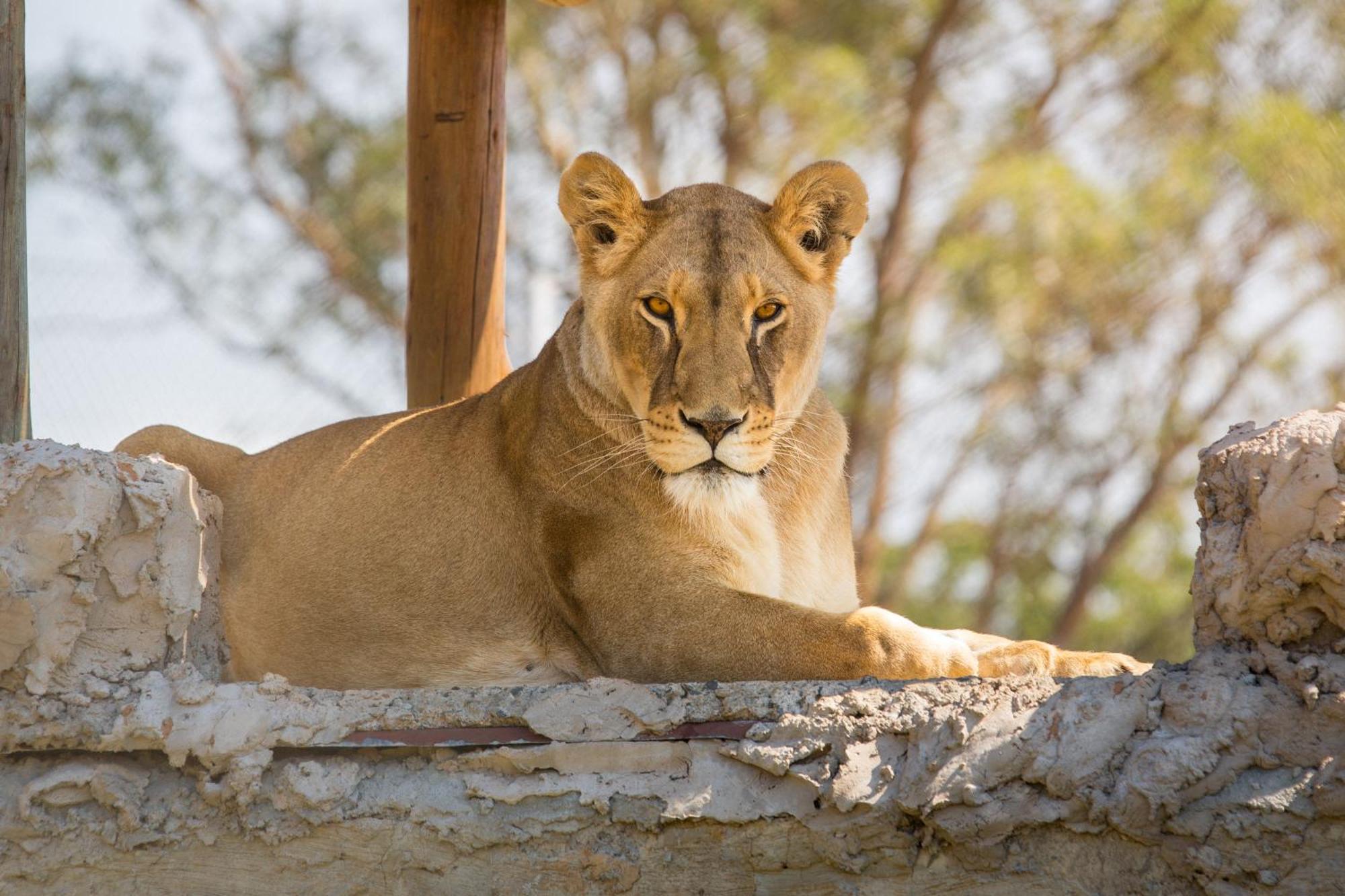 Lionsrock Big Cat Sanctuary Villa Bethlehem Bagian luar foto