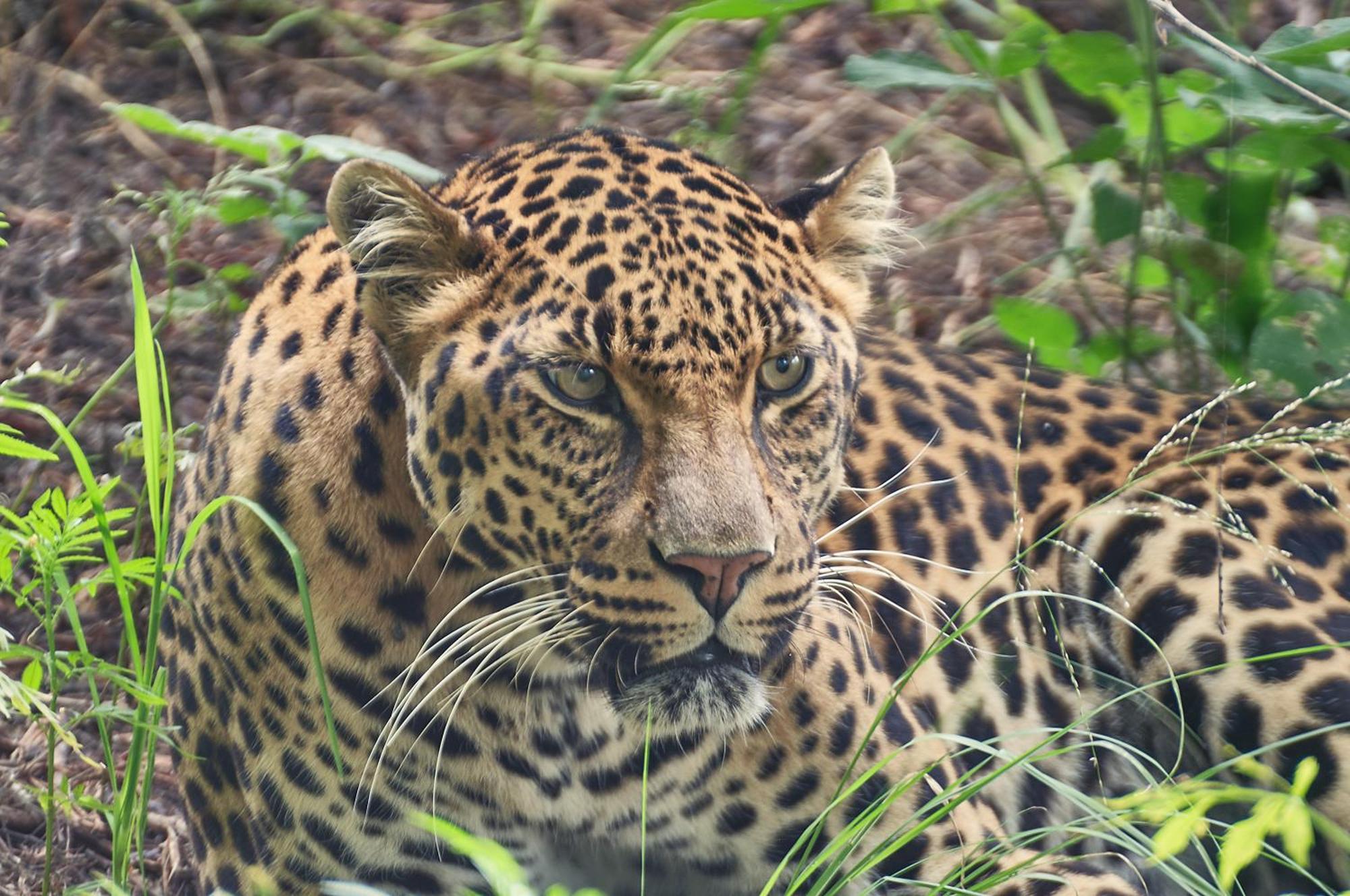Lionsrock Big Cat Sanctuary Villa Bethlehem Bagian luar foto