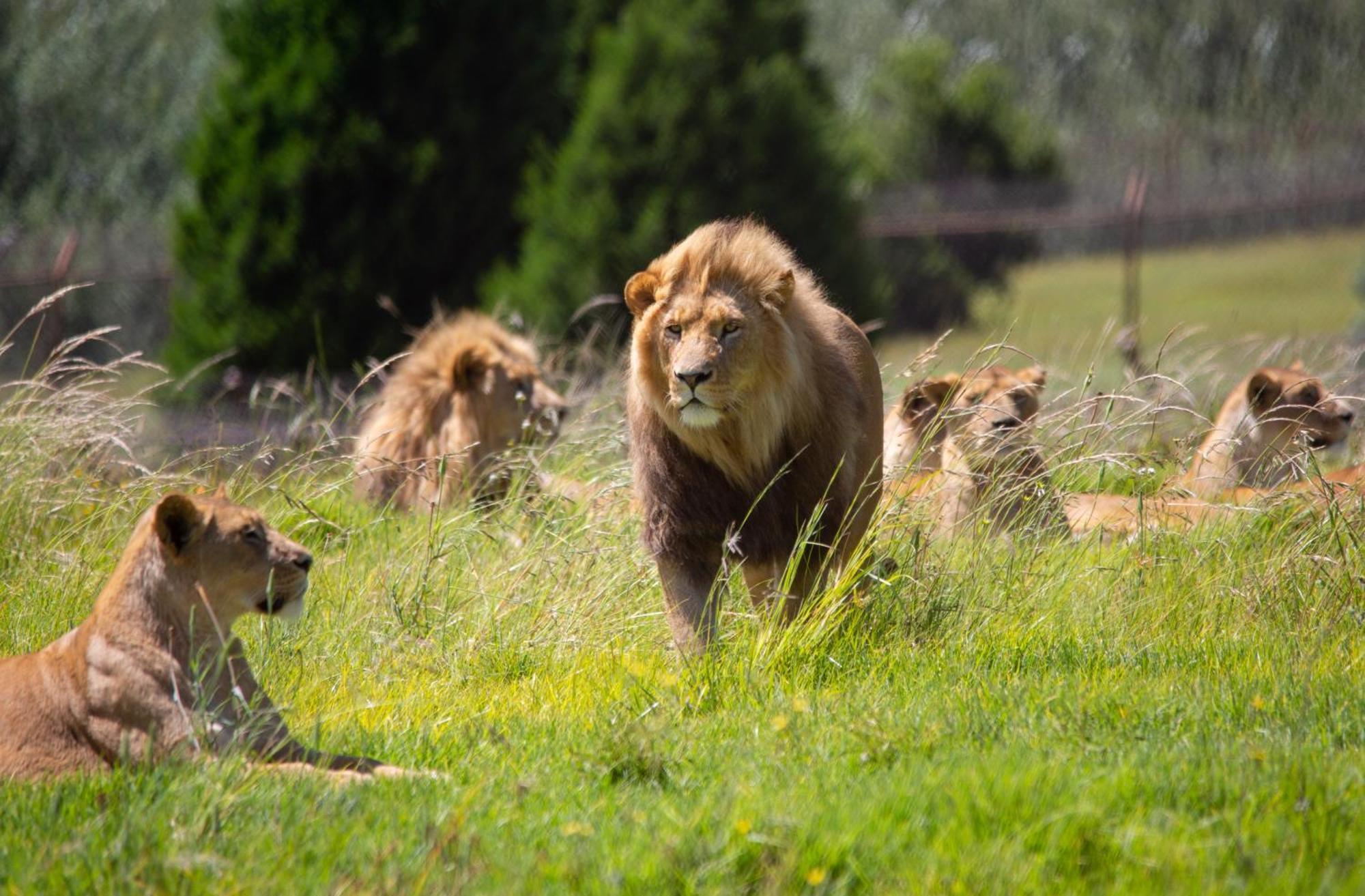 Lionsrock Big Cat Sanctuary Villa Bethlehem Bagian luar foto