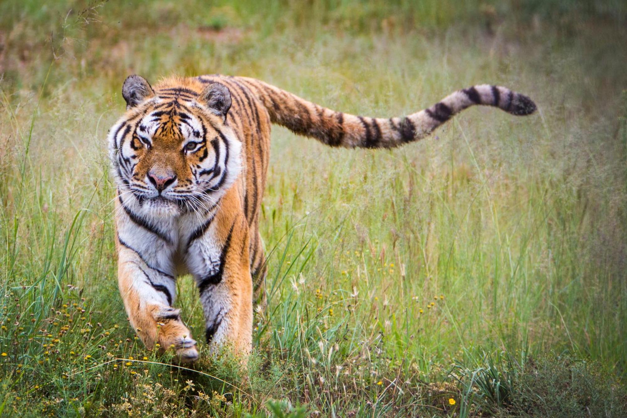 Lionsrock Big Cat Sanctuary Villa Bethlehem Bagian luar foto