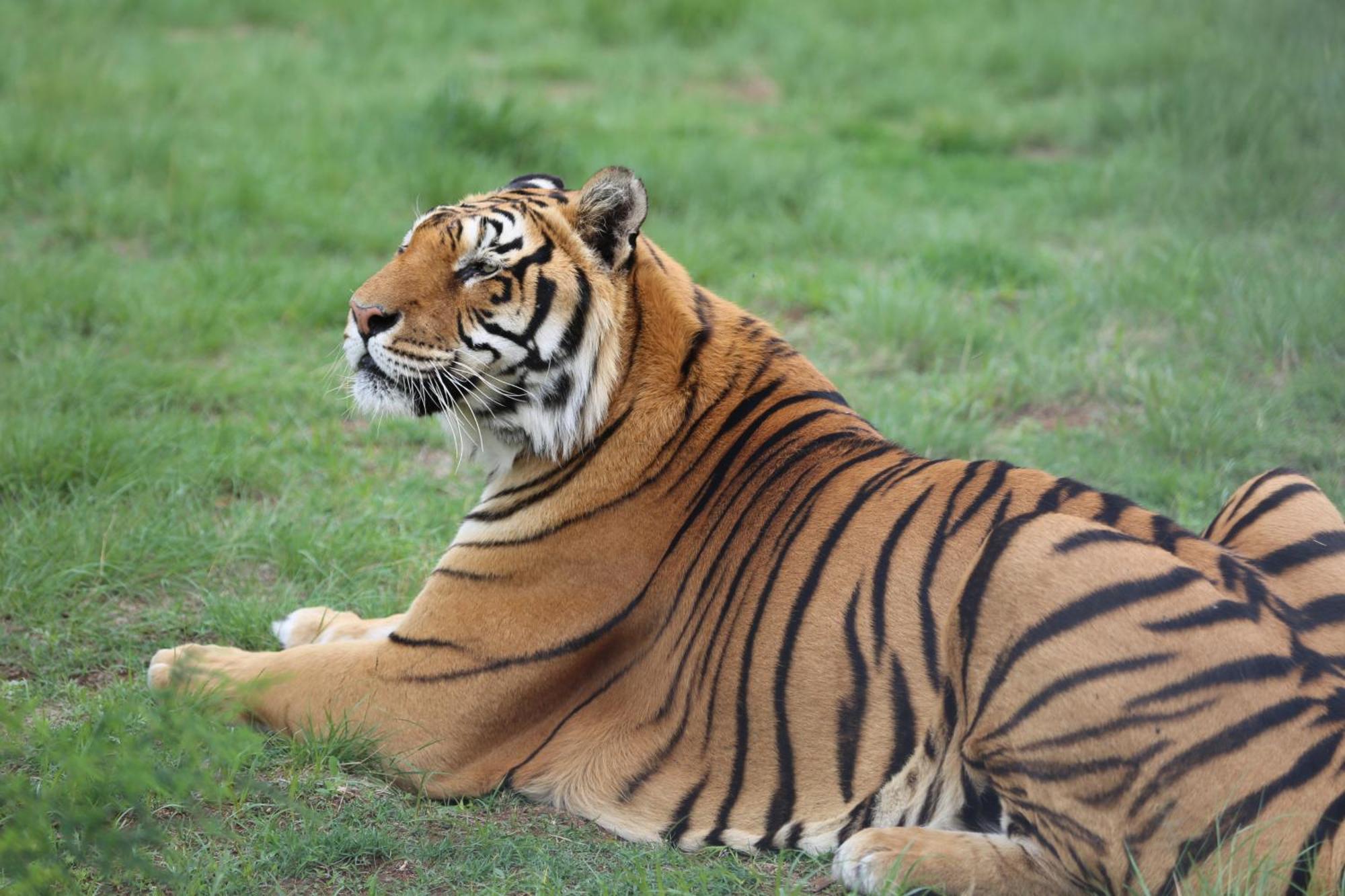 Lionsrock Big Cat Sanctuary Villa Bethlehem Bagian luar foto
