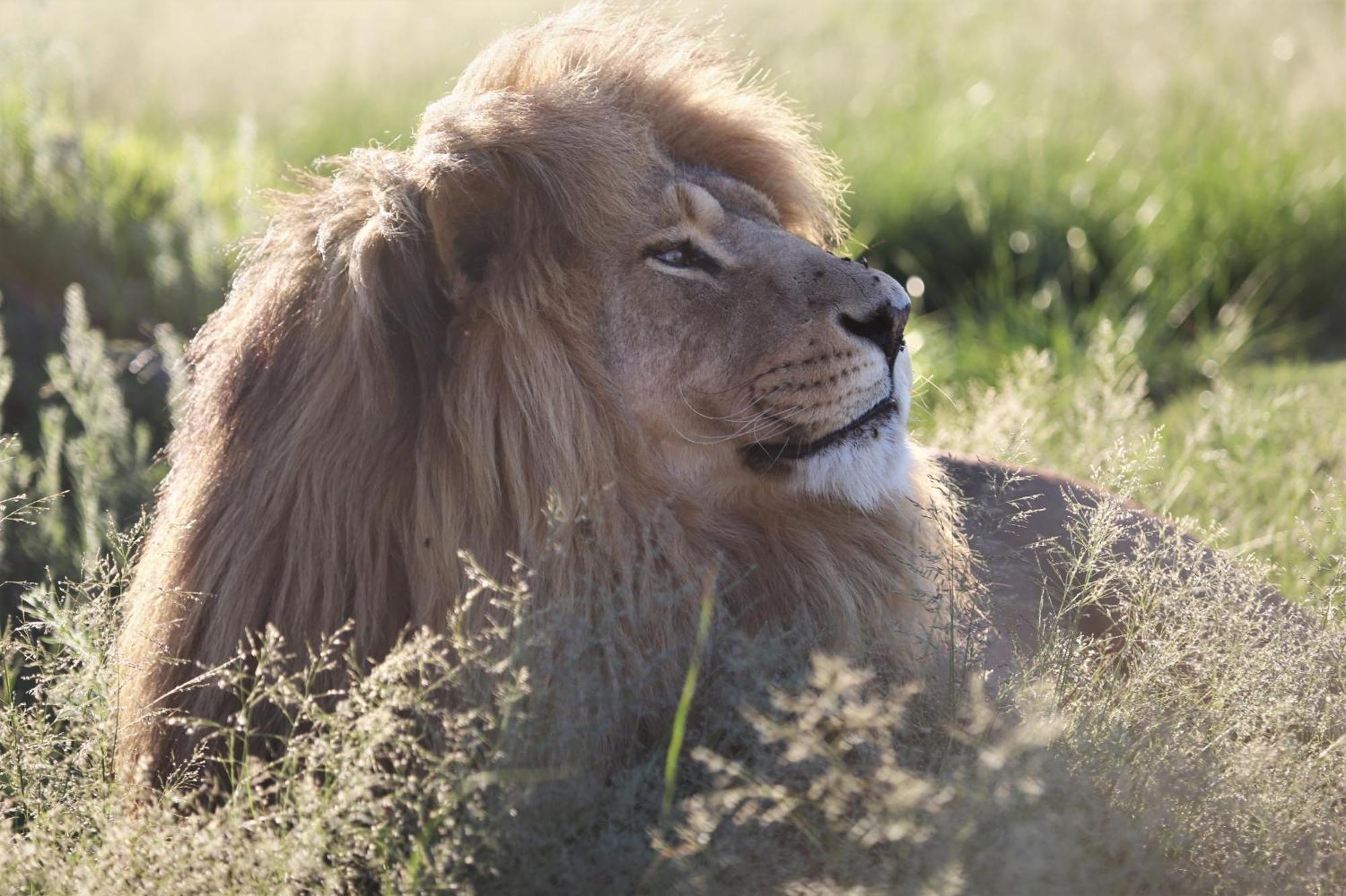 Lionsrock Big Cat Sanctuary Villa Bethlehem Bagian luar foto