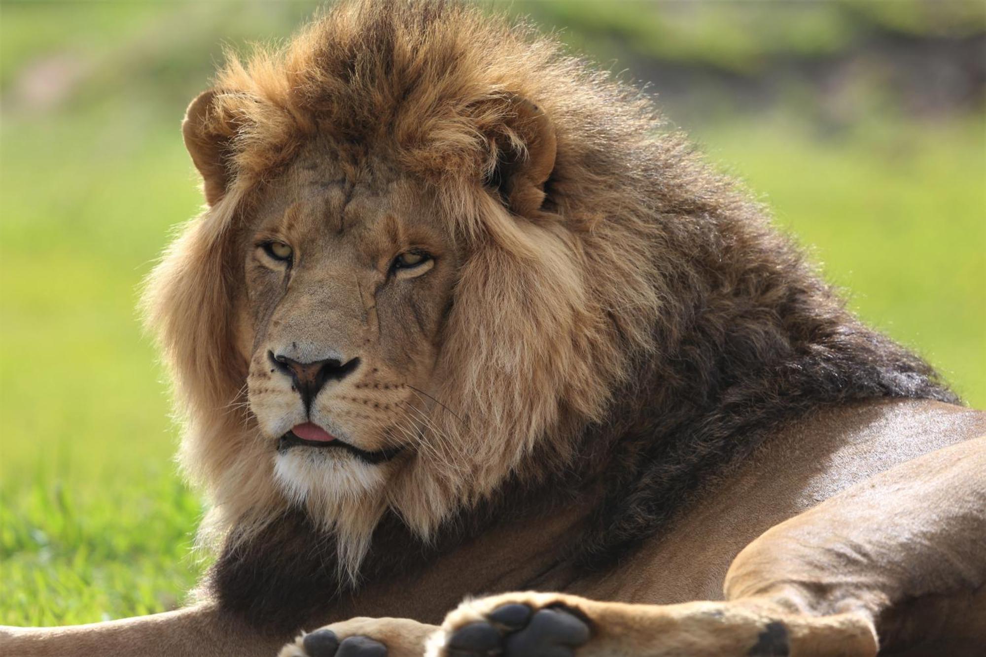 Lionsrock Big Cat Sanctuary Villa Bethlehem Bagian luar foto