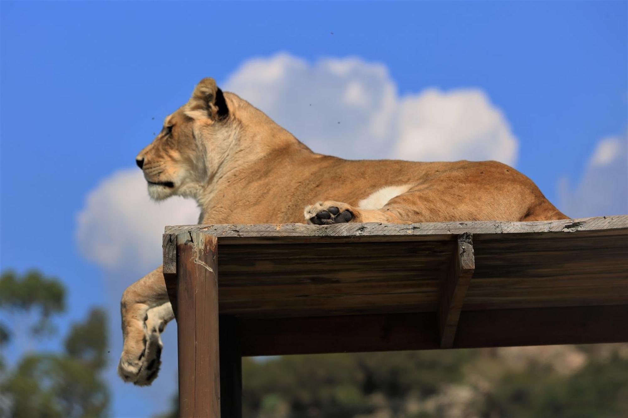 Lionsrock Big Cat Sanctuary Villa Bethlehem Bagian luar foto