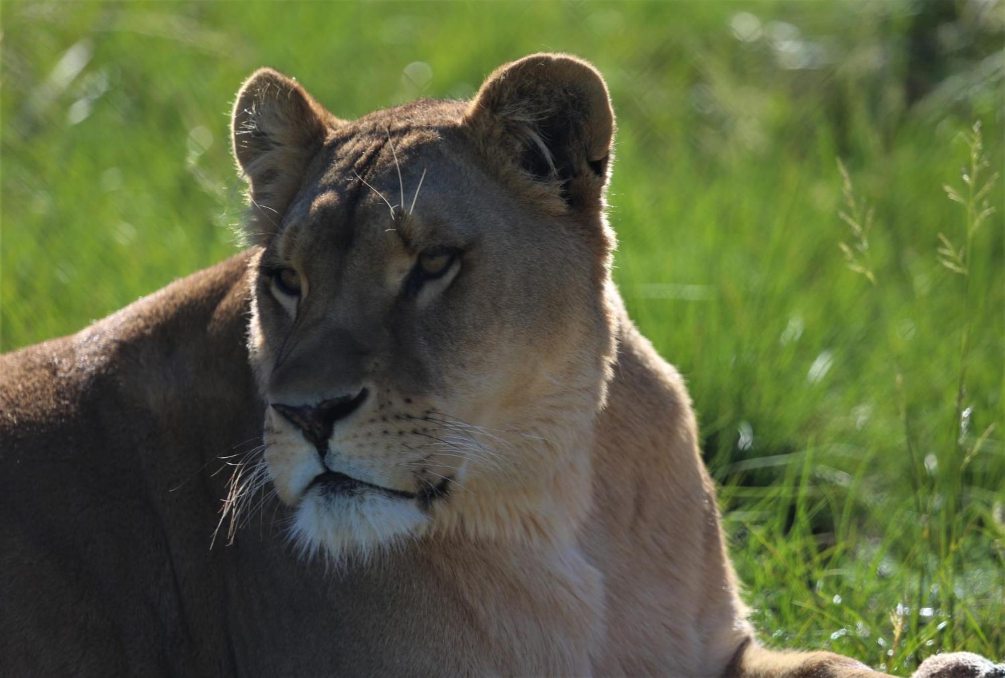 Lionsrock Big Cat Sanctuary Villa Bethlehem Bagian luar foto