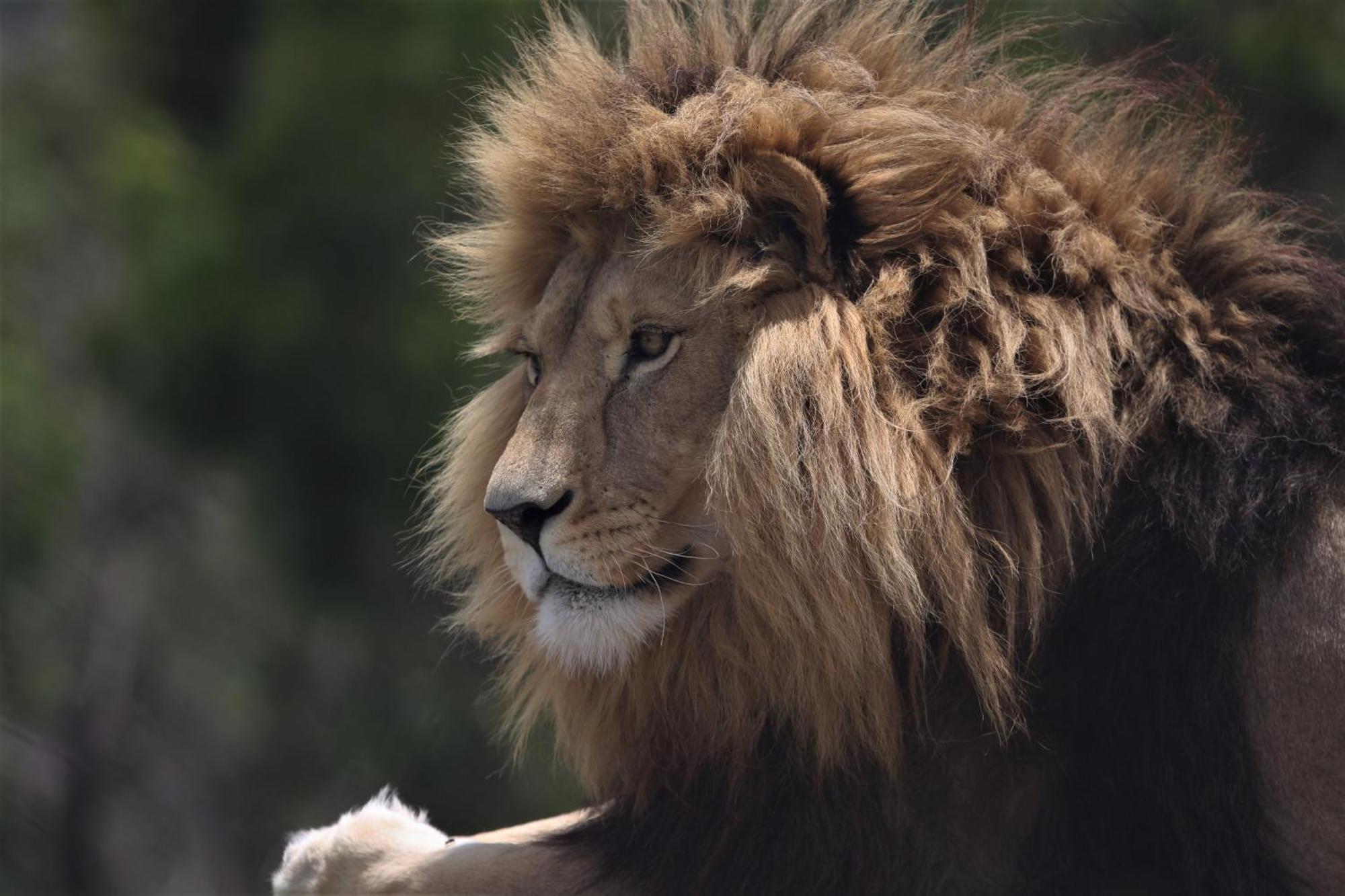 Lionsrock Big Cat Sanctuary Villa Bethlehem Bagian luar foto