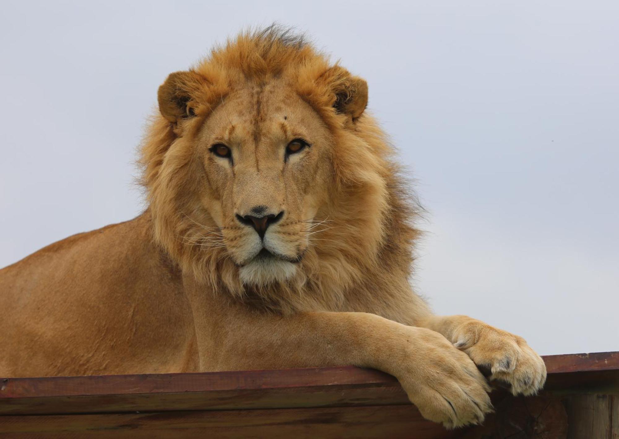 Lionsrock Big Cat Sanctuary Villa Bethlehem Bagian luar foto