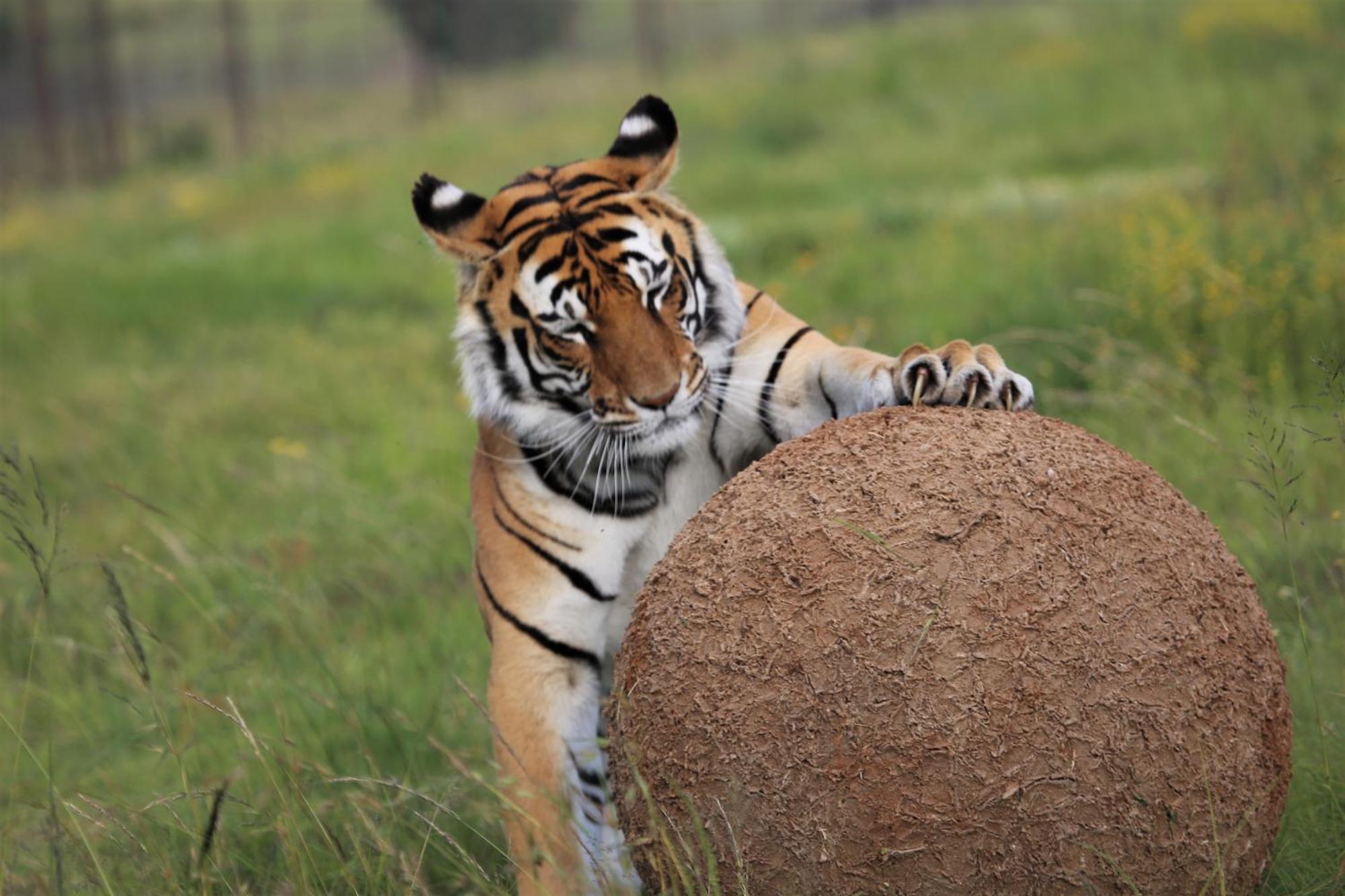Lionsrock Big Cat Sanctuary Villa Bethlehem Bagian luar foto