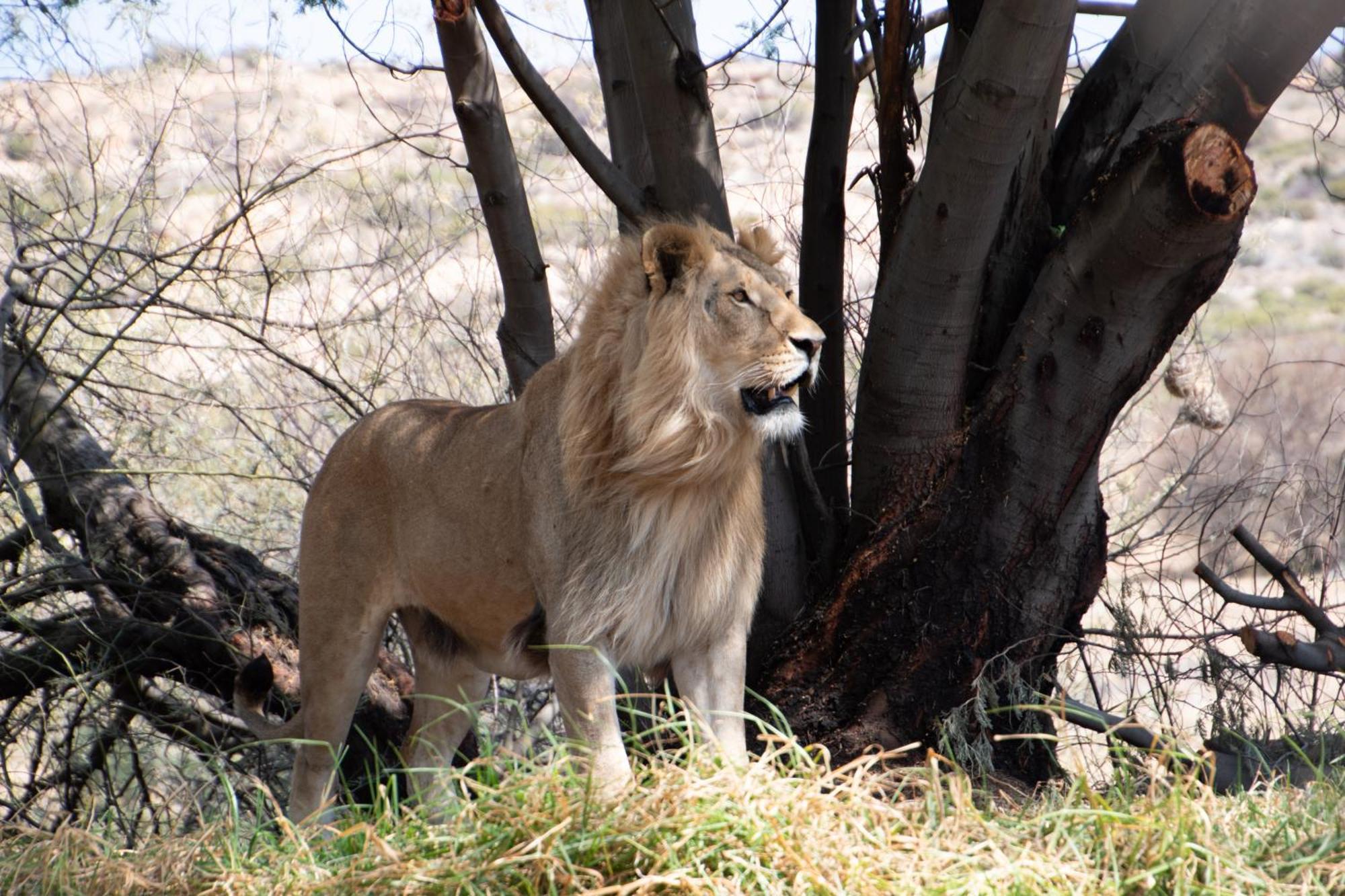 Lionsrock Big Cat Sanctuary Villa Bethlehem Bagian luar foto