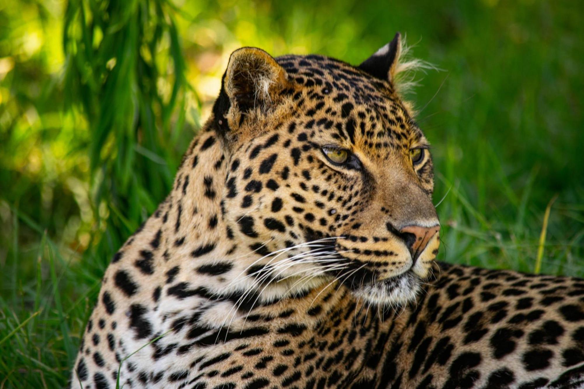 Lionsrock Big Cat Sanctuary Villa Bethlehem Bagian luar foto