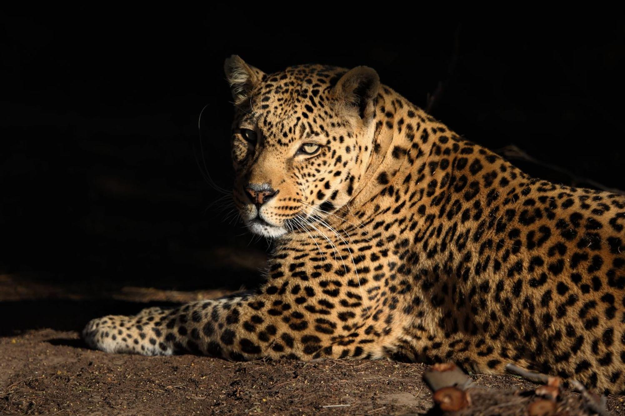Lionsrock Big Cat Sanctuary Villa Bethlehem Bagian luar foto